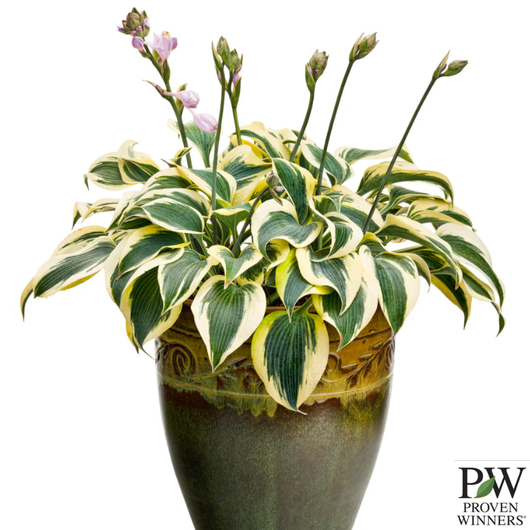 Shadowland® 'Autumn Frost' Hosta - Image 6