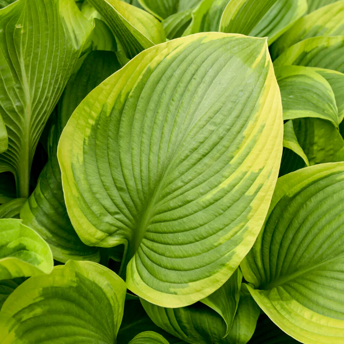 'Shadowland' Lone Star Hosta - Image 2