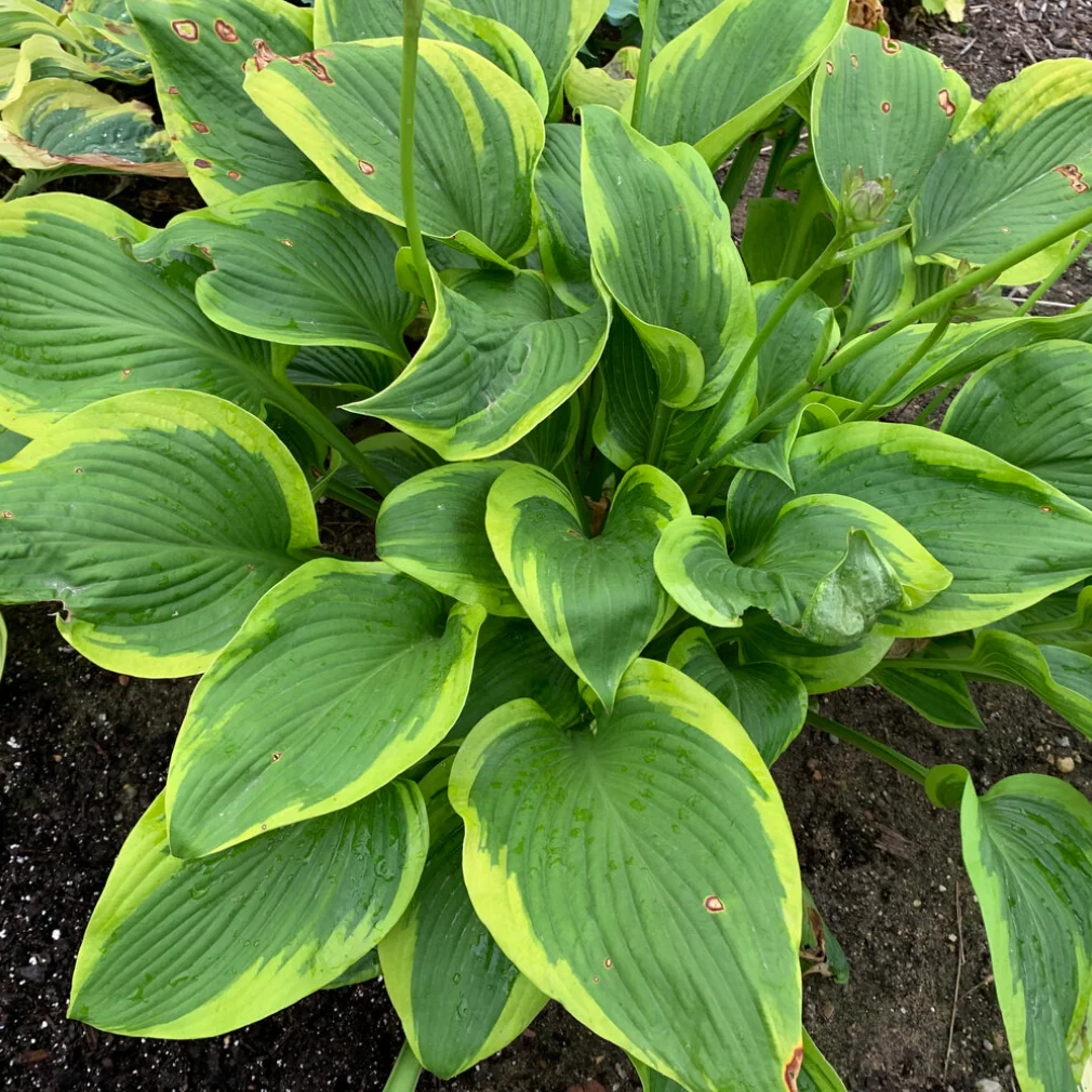 'Shadowland' Lone Star Hosta - Image 3