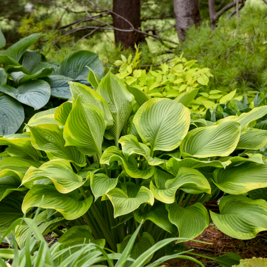 'Shadowland' Lone Star Hosta - Image 4