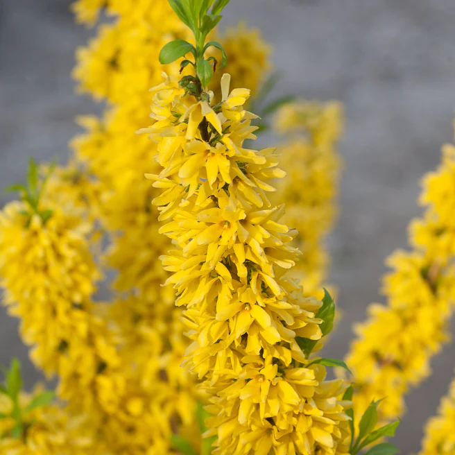 Show Off Forsythia | Forsythia × intermedia 'Mindor' - Image 2