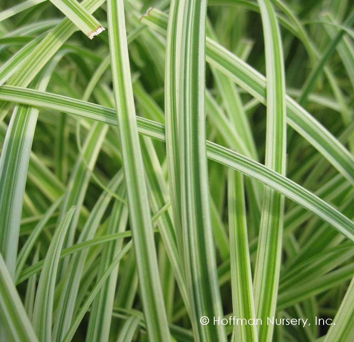 Silver Sceptre Sedge | Carex morrowii 'Silver Sceptre' - Image 2
