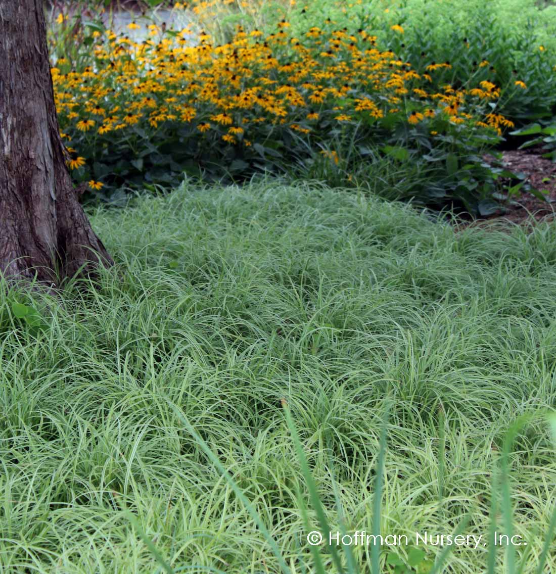 Silver Sceptre Sedge | Carex morrowii 'Silver Sceptre' - Image 3
