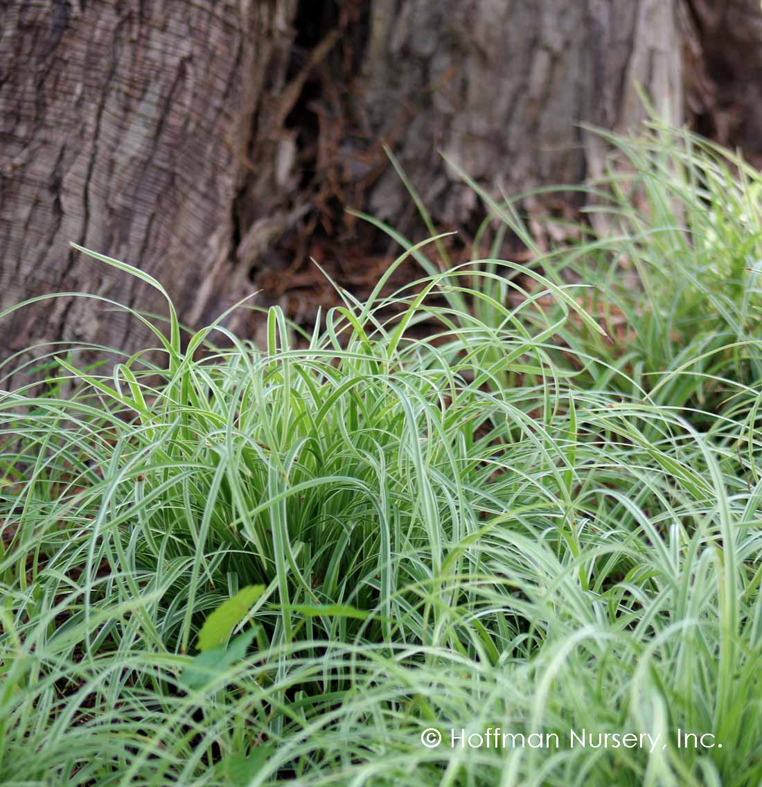 Silver Sceptre Sedge | Carex morrowii 'Silver Sceptre' - Image 4