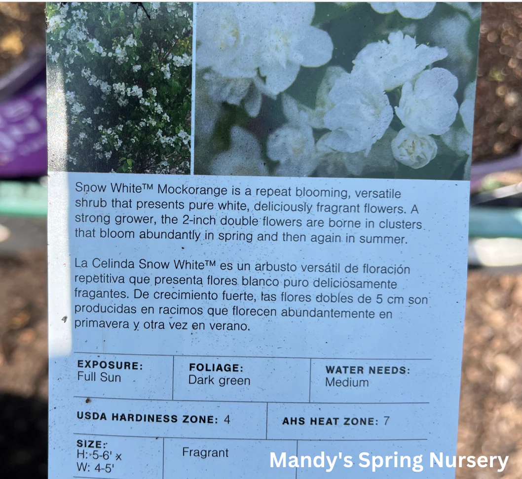 Snow White Mockorange | Philadelphus - Image 10
