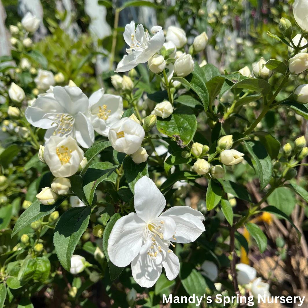 Snow White Mockorange | Philadelphus - Image 3