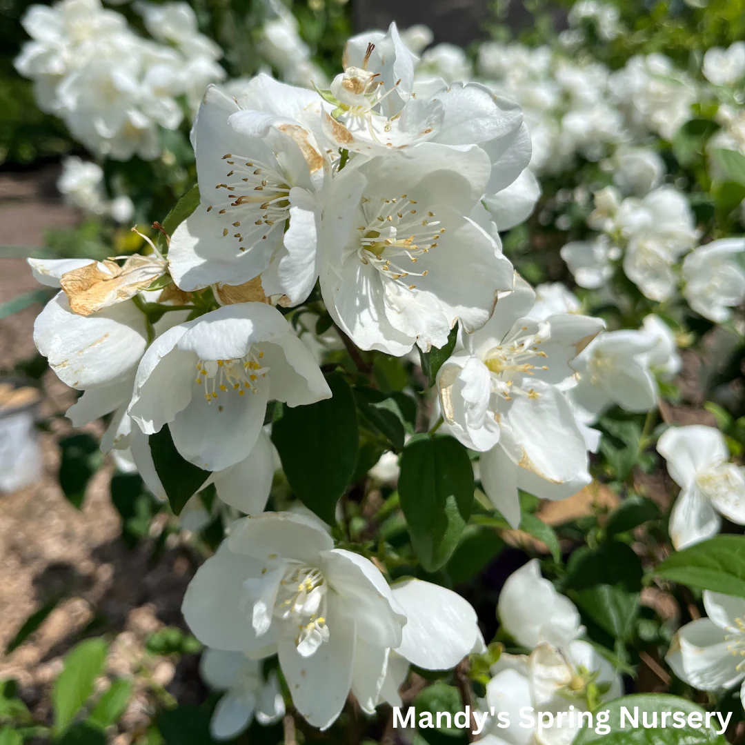 Snow White Mockorange | Philadelphus - Image 4