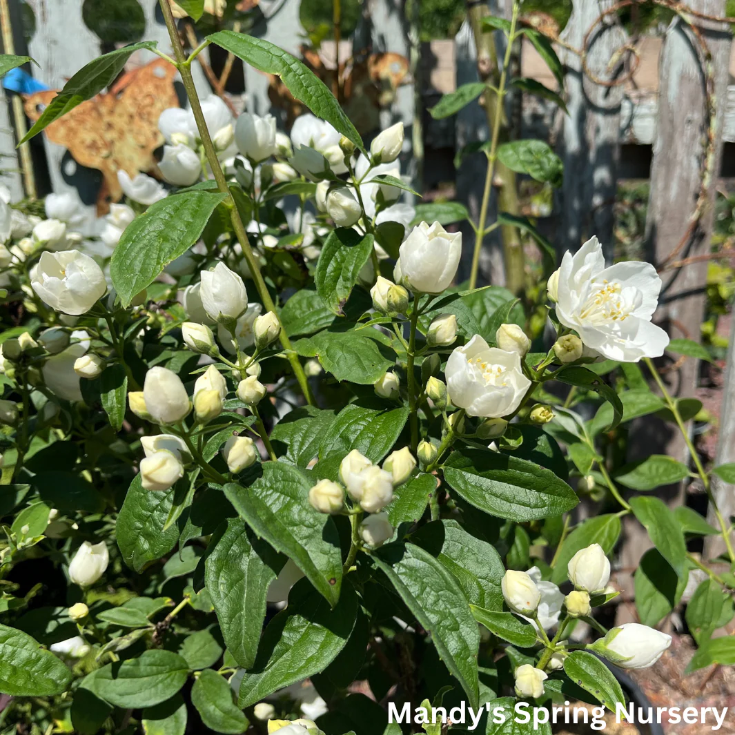Snow White Mockorange | Philadelphus - Image 5
