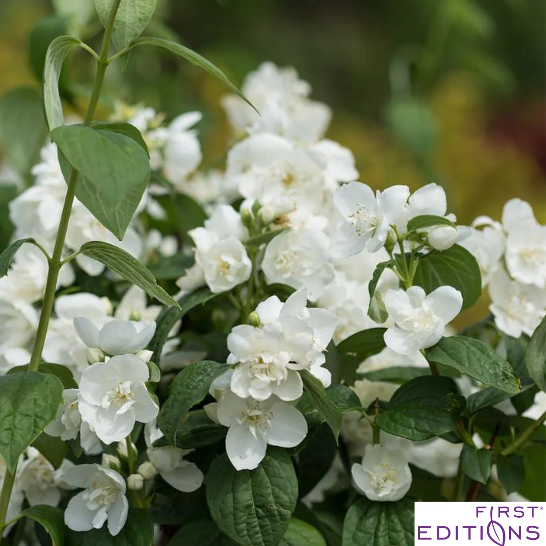Snow White Mockorange | Philadelphus - Image 6