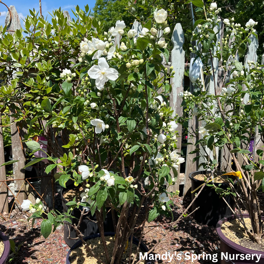 Snow White Mockorange | Philadelphus - Image 7