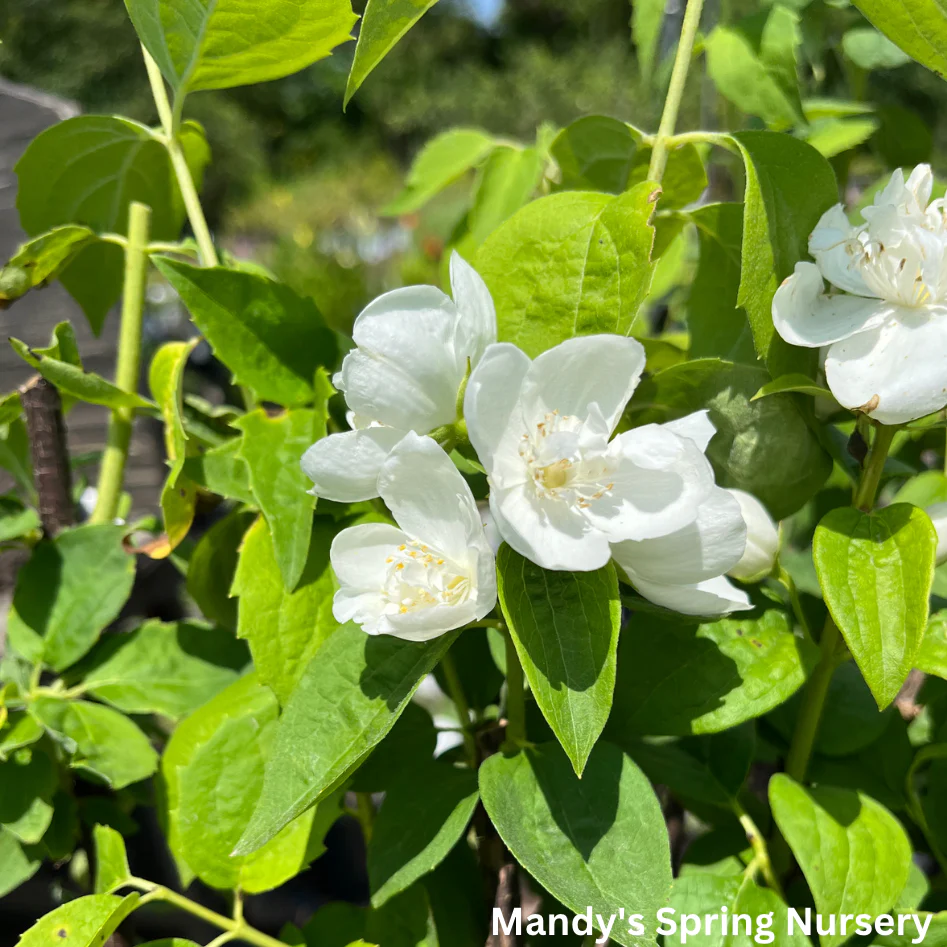 Snow White Mockorange | Philadelphus - Image 8