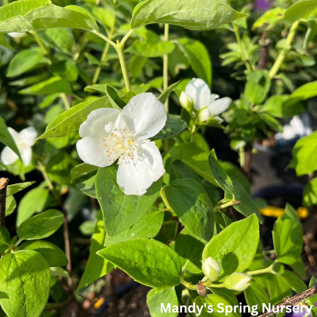 Snow White Mockorange | Philadelphus - Image 9