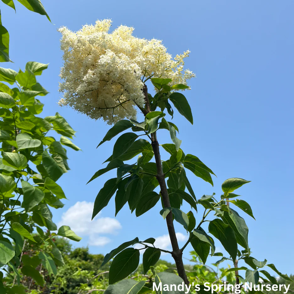 Snowdance Japanese Lilac Tree | Syringa reticulata 'Bailnce' - Image 3