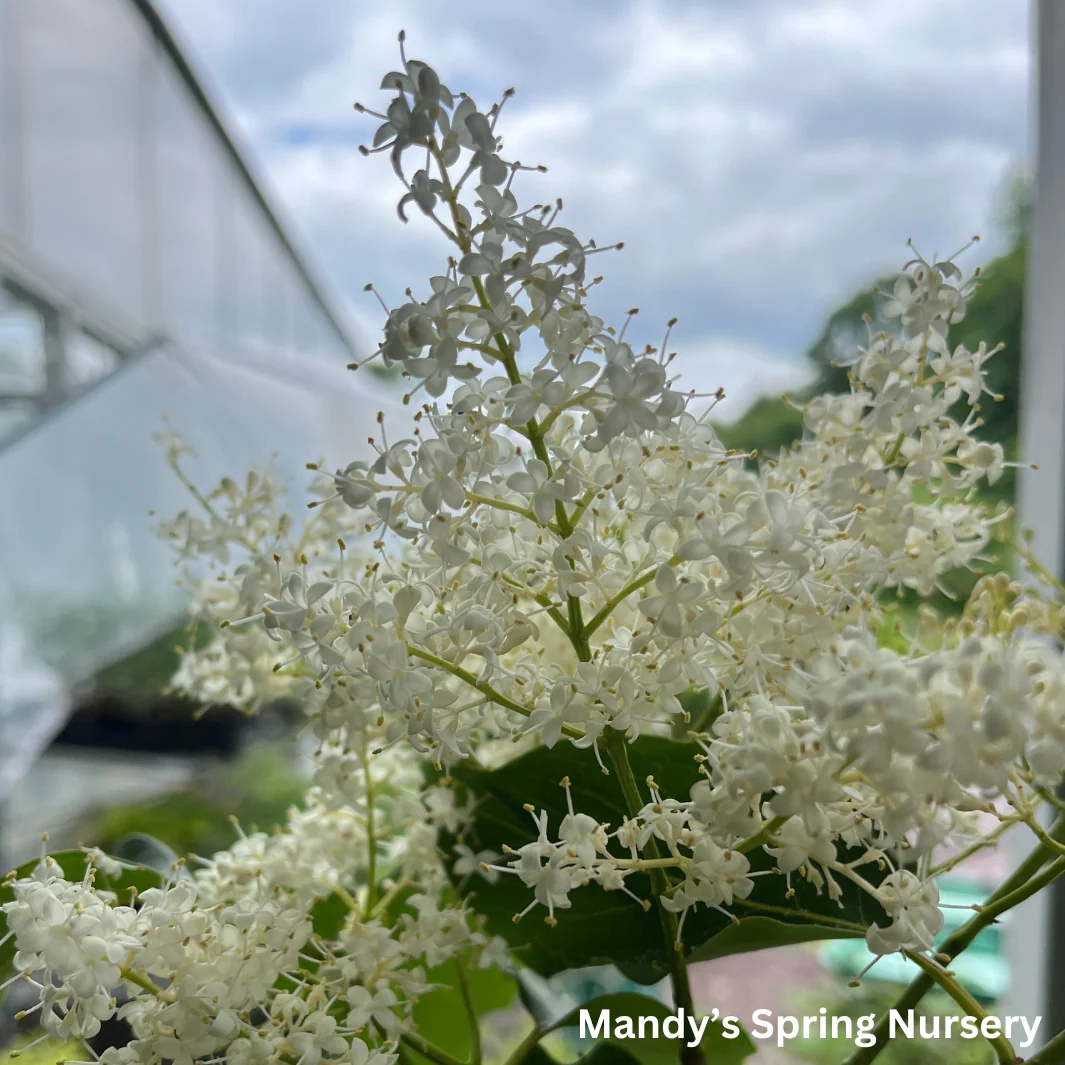 Snowdance Japanese Lilac Tree | Syringa reticulata 'Bailnce' - Image 4