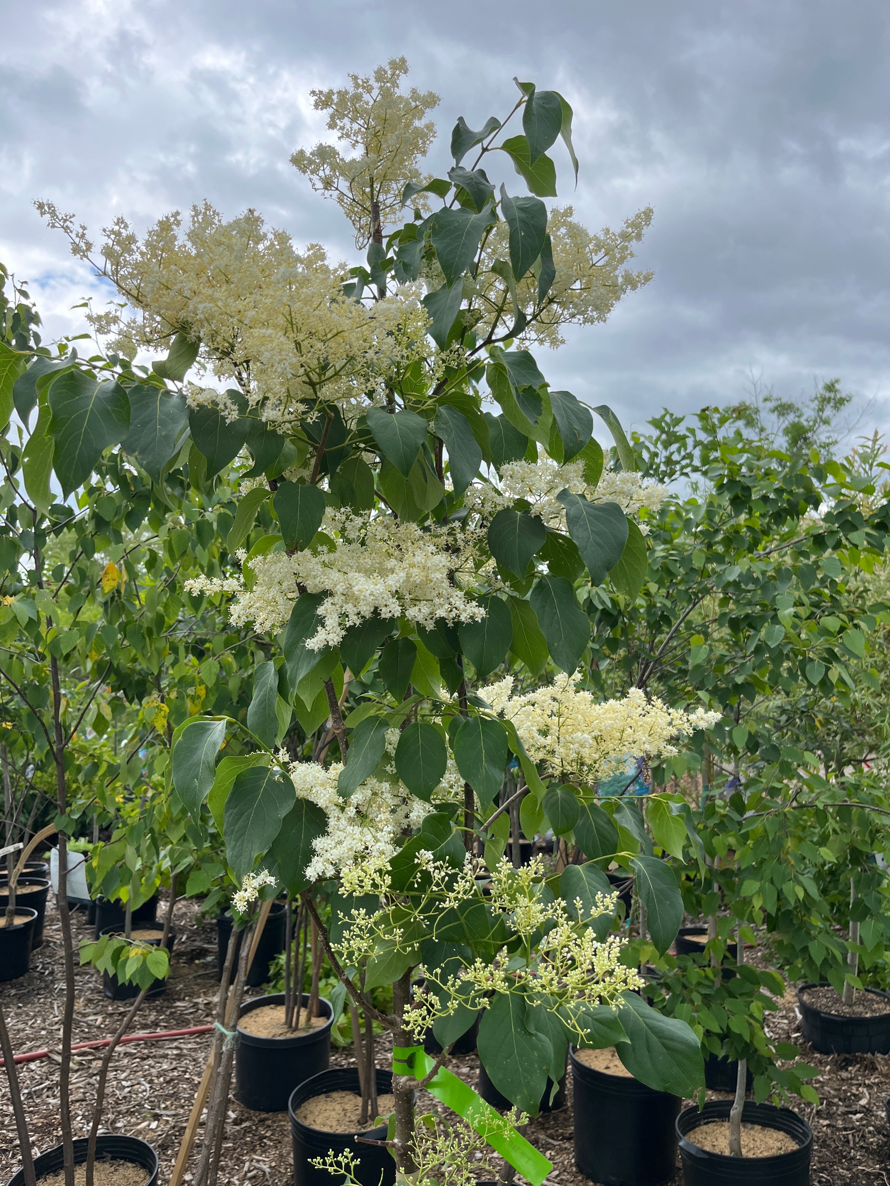 Snowdance Japanese Lilac Tree | Syringa reticulata 'Bailnce' - Image 5