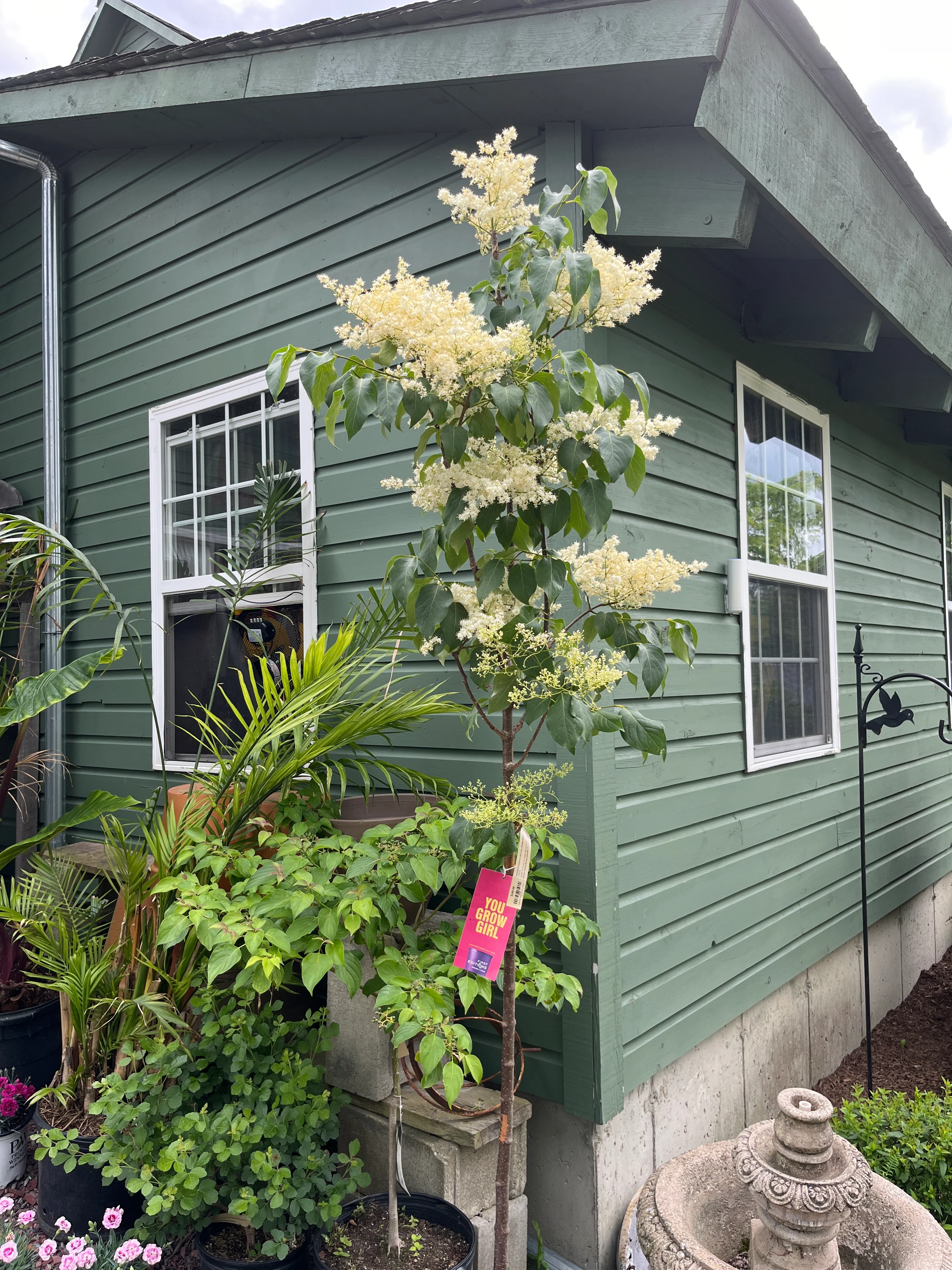 Snowdance Japanese Lilac Tree | Syringa reticulata 'Bailnce' - Image 6