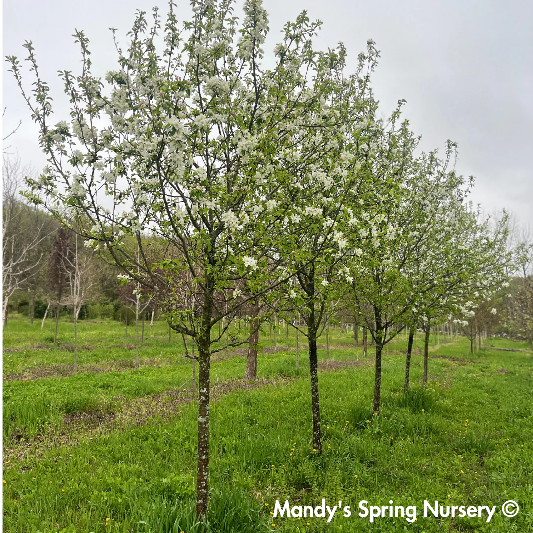 Snowdrift Crabapple | Malus 'Snowdrift' - Image 3