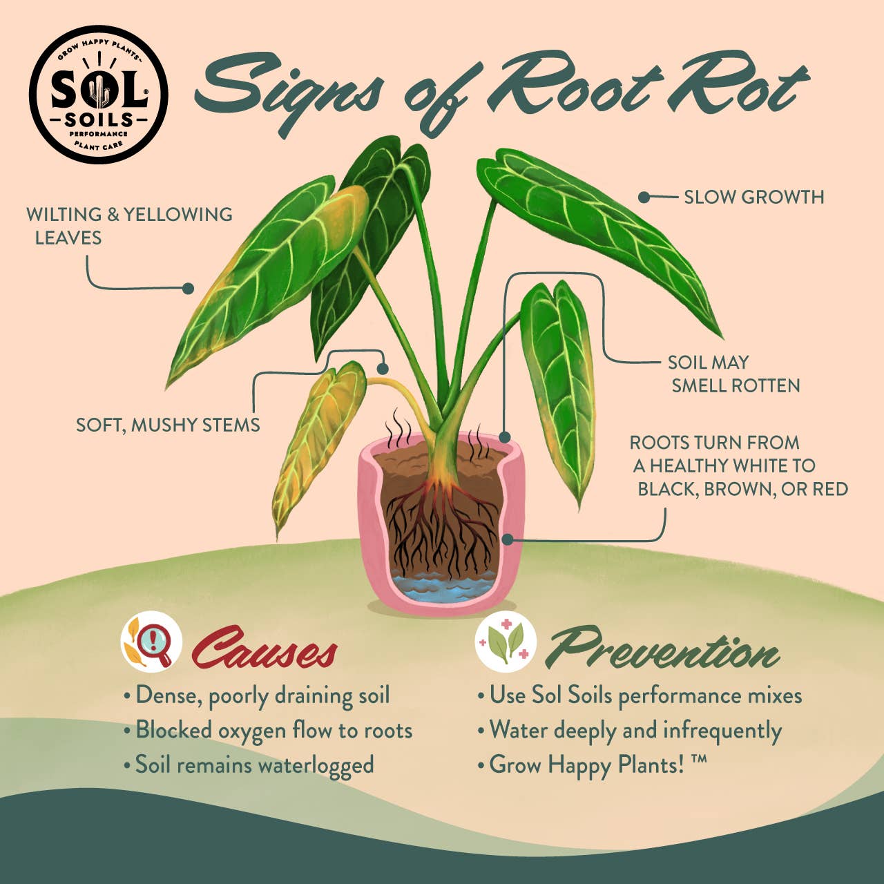 Soil (2Qt) Houseplant Chunky Mix (Aroid/Tropical Soilless) - Image 8