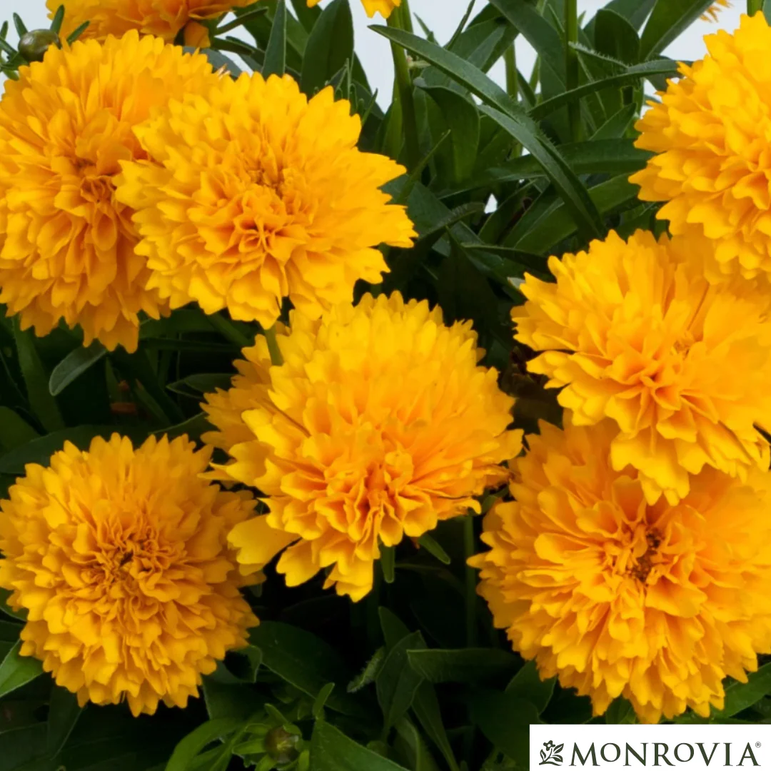 Solanna™ Golden Sphere Tickseed | Coreopsis - Image 2