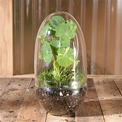 Sole Terrarium, Glass - Oval, Lrg - Image 3