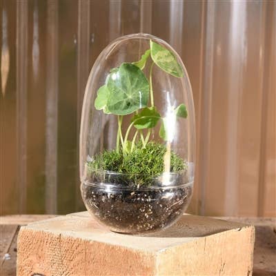 Sole Terrarium, Glass - Oval, Sm - Image 3