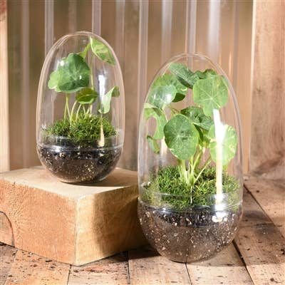 Sole Terrarium, Glass - Oval, Sm - Image 4