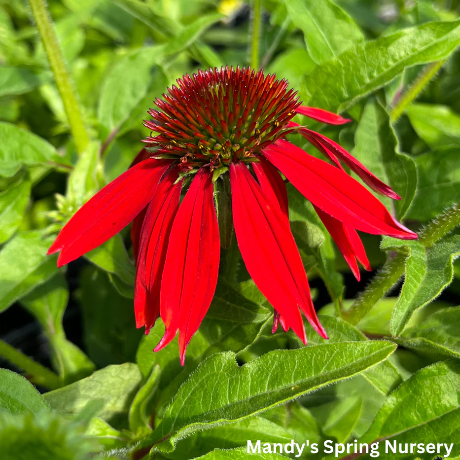 SOMBRERO® Salsa Red Coneflower | Echinacea hybrid - Image 3