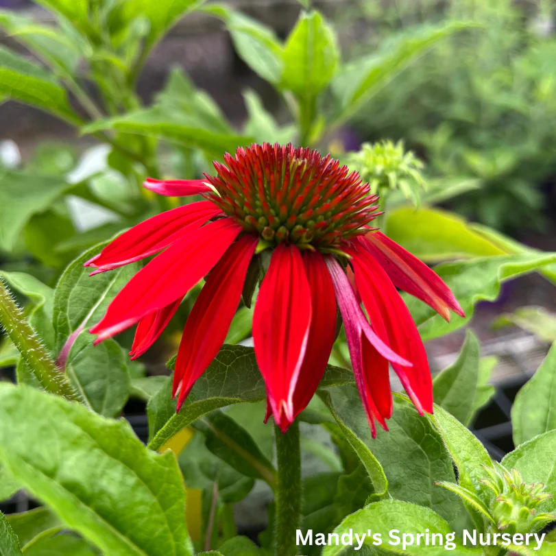 SOMBRERO® Salsa Red Coneflower | Echinacea hybrid - Image 4