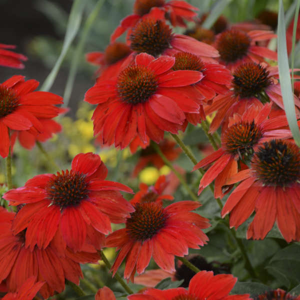 SOMBRERO® Salsa Red Coneflower | Echinacea hybrid - Image 5