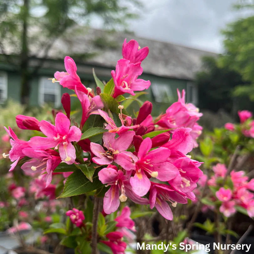 Sonic Bloom Pink Weigela | Weigela florida - Image 3