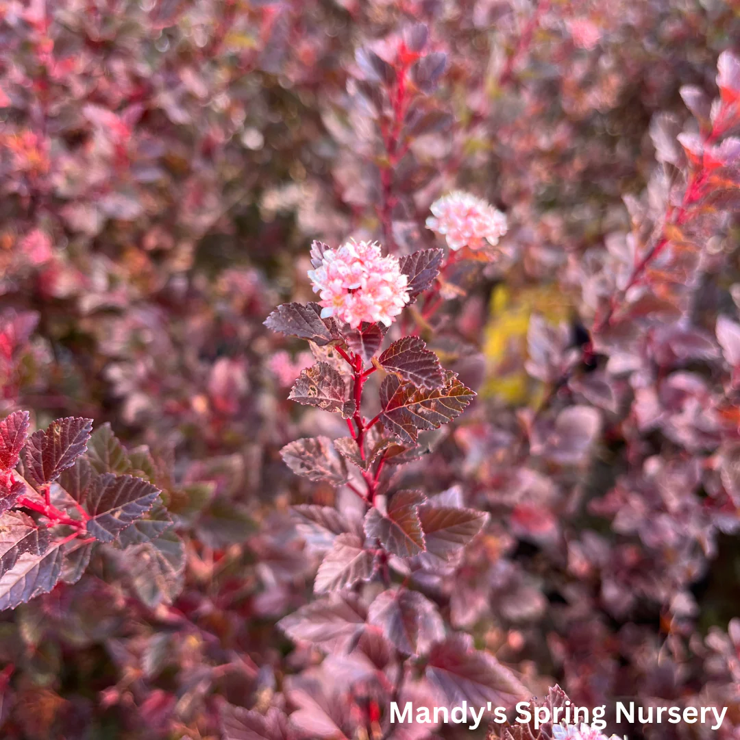 Spicy Devil® Ninebark | Physocarpus opulifolius - Image 3