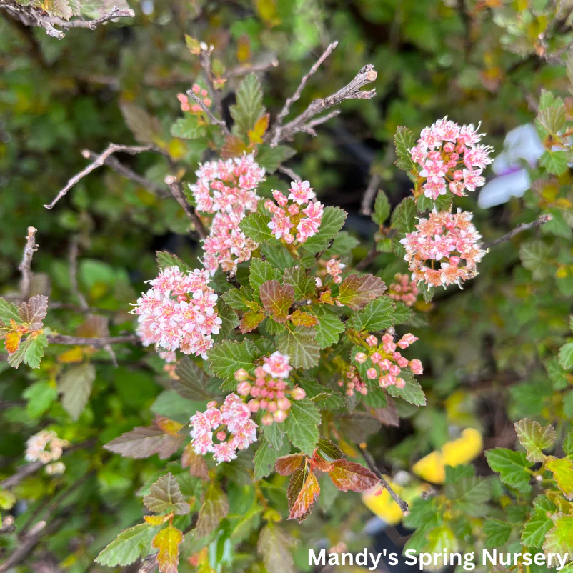 Spicy Devil® Ninebark | Physocarpus opulifolius - Image 4