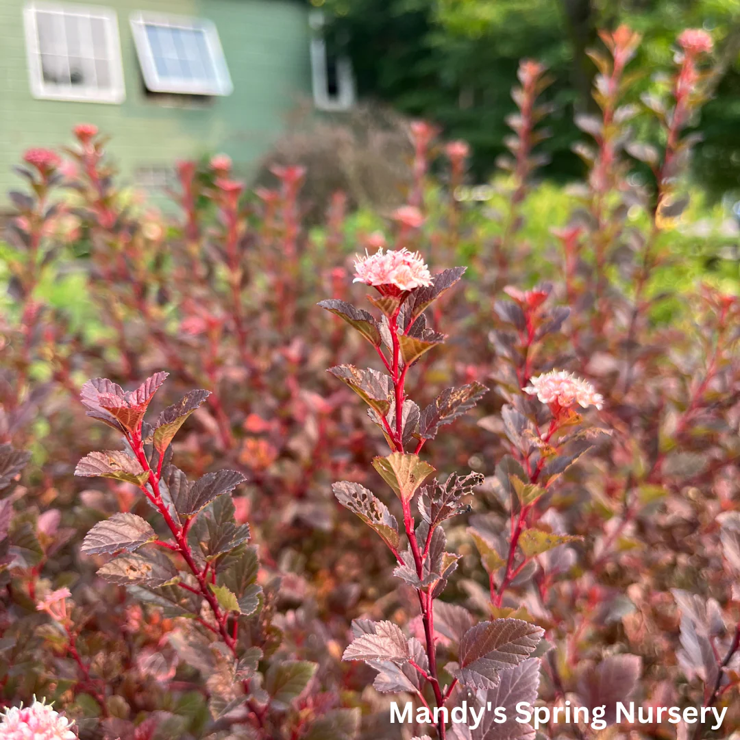 Spicy Devil® Ninebark | Physocarpus opulifolius - Image 5
