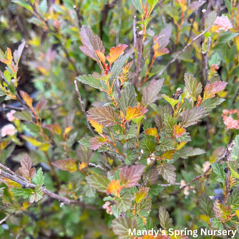 Spicy Devil® Ninebark | Physocarpus opulifolius - Image 6