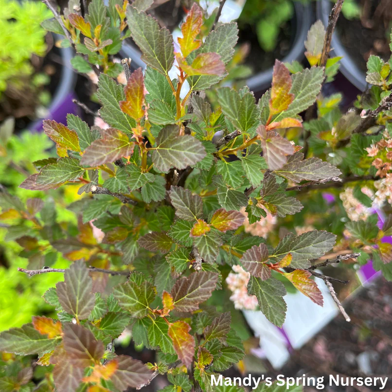 Spicy Devil® Ninebark | Physocarpus opulifolius - Image 7
