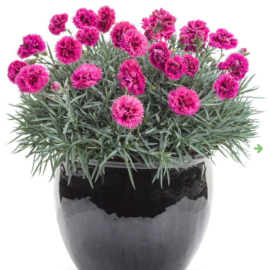 Fruit Punch® 'Spiked Punch' Dianthus - Image 2