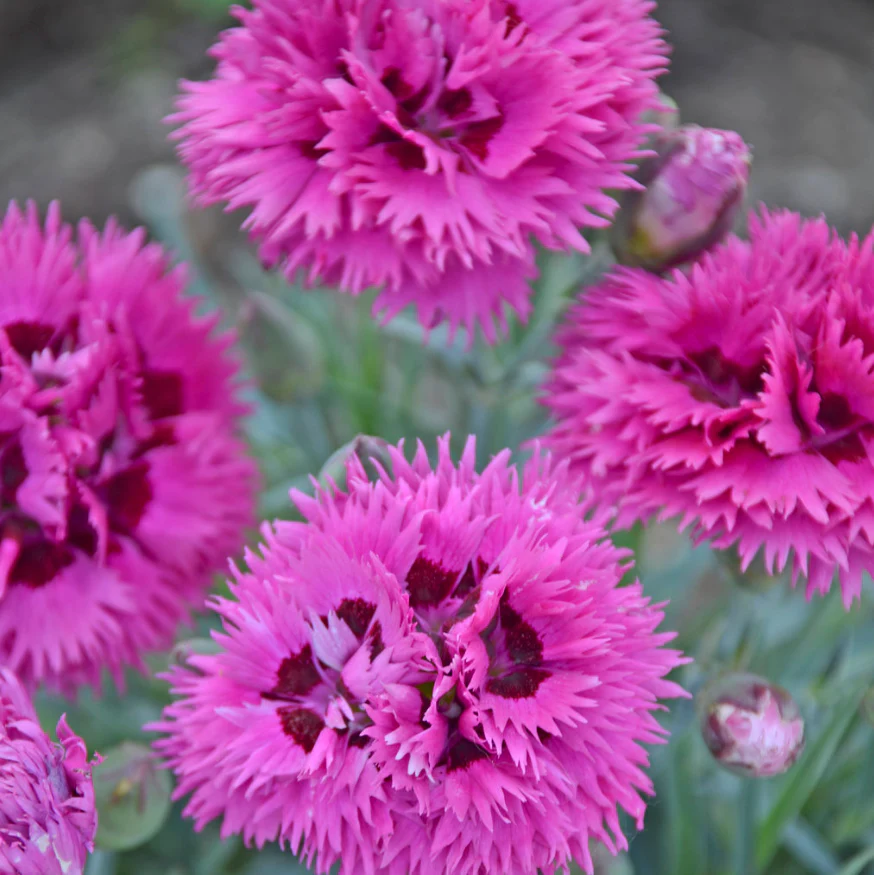 Fruit Punch® 'Spiked Punch' Dianthus - Image 3