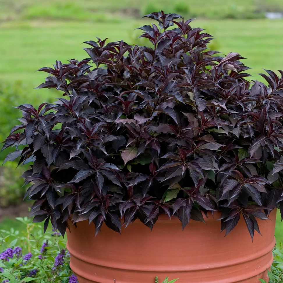 Spilled Wine Weigela | Weigela florida - Image 4