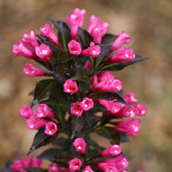 Spilled Wine Weigela | Weigela florida - Image 5