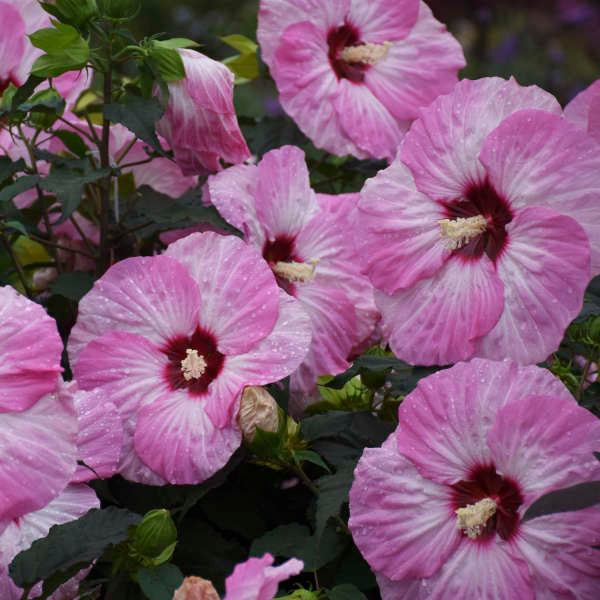 'Spinderella' Hibiscus - Image 4