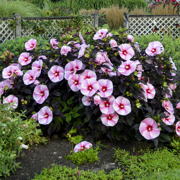 'Starry Starry Night' Hibiscus - Image 2