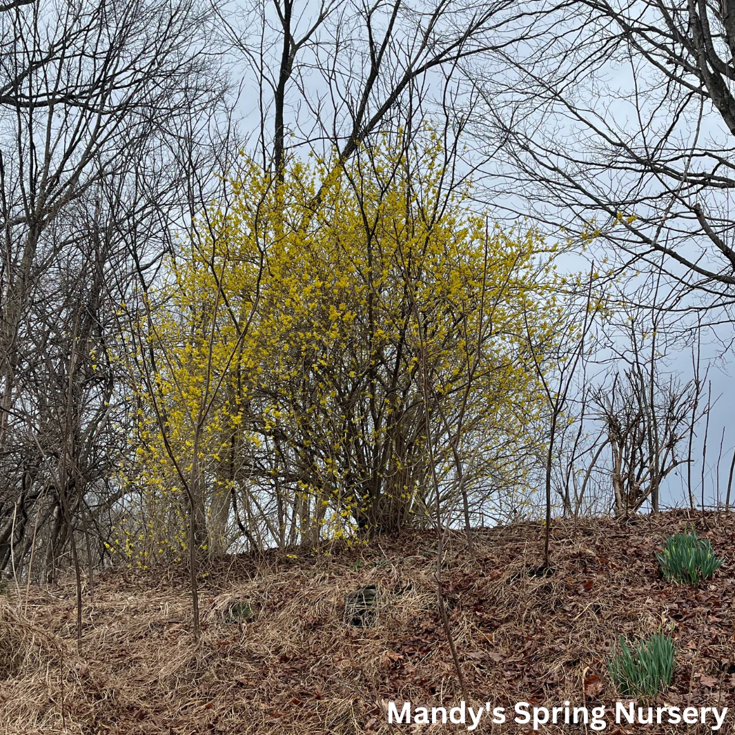 Spring Fling Forsythia | Forsythia - Image 2