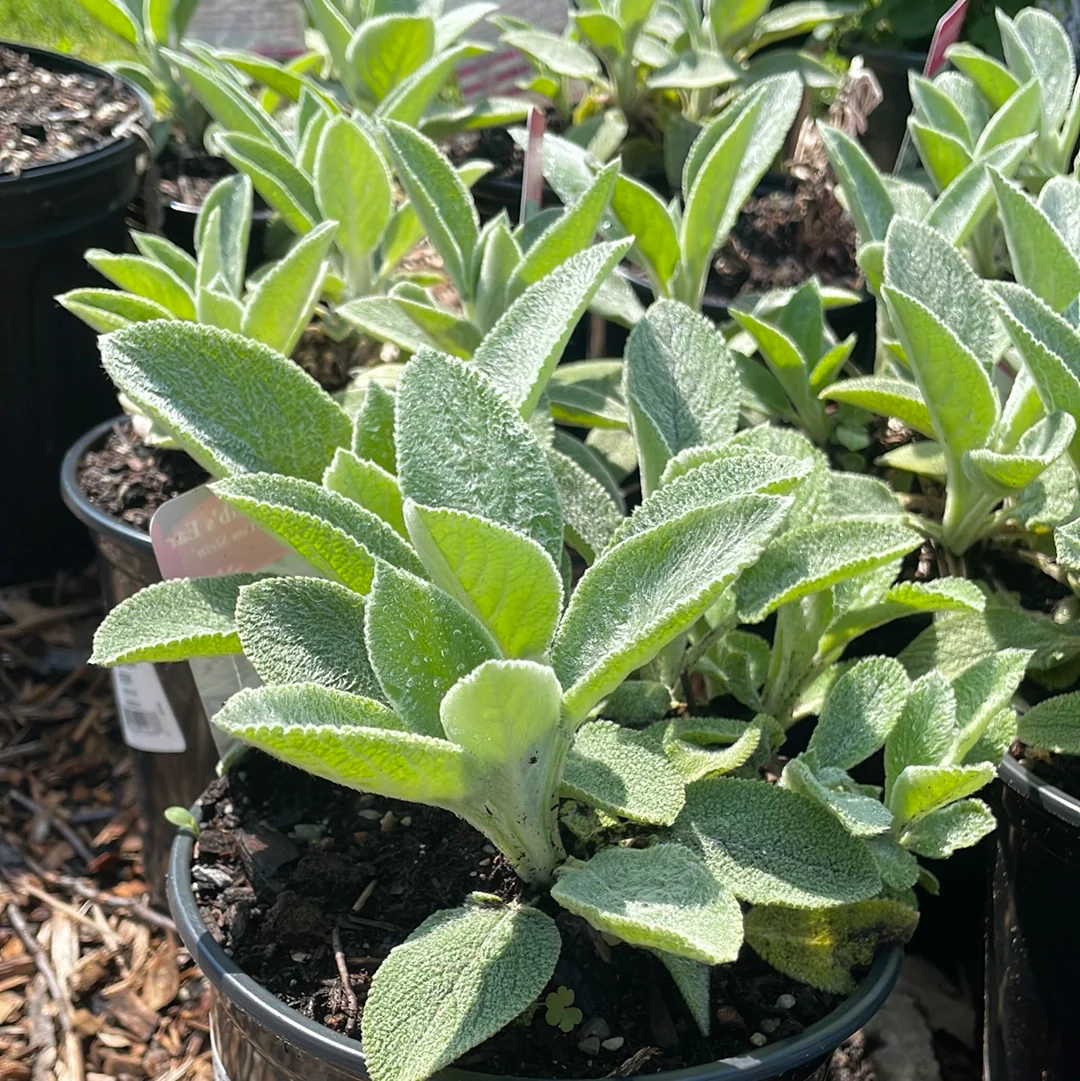 Helen Von Stein Lamb's Ear | Stachys byzantina - Image 2