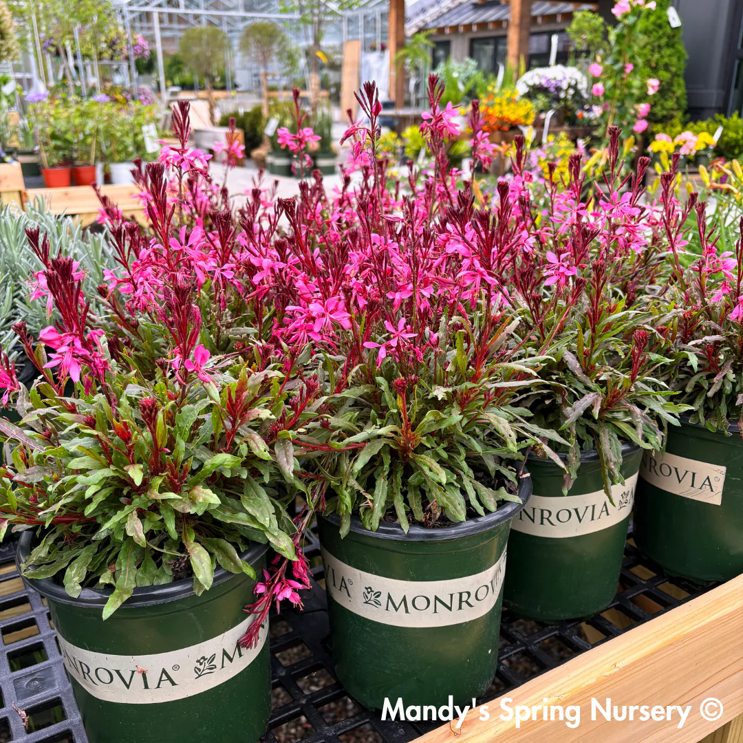 'Steffi™ Dark Rose' Gaura | Gaura lindheimeri - Image 2