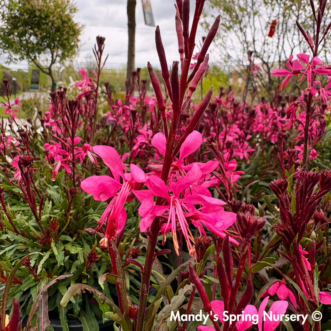 'Steffi™ Dark Rose' Gaura | Gaura lindheimeri - Image 3