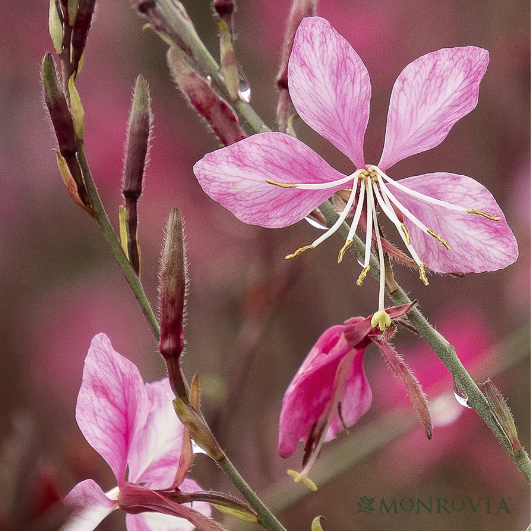 'Steffi™ Dark Rose' Gaura | Gaura lindheimeri - Image 4