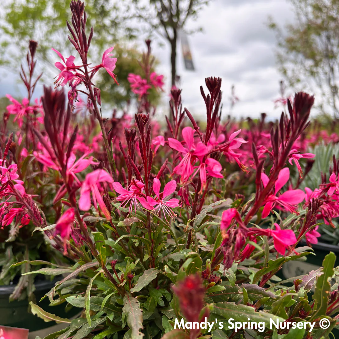 'Steffi™ Dark Rose' Gaura | Gaura lindheimeri - Image 5