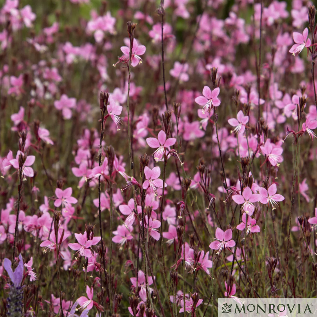 'Steffi™ Dark Rose' Gaura | Gaura lindheimeri - Image 6