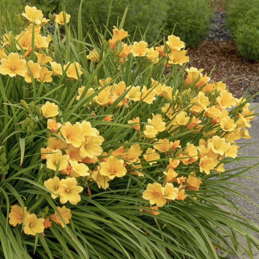 'Stella de Oro' Daylily | Hemerocallis Monrovia - Image 2