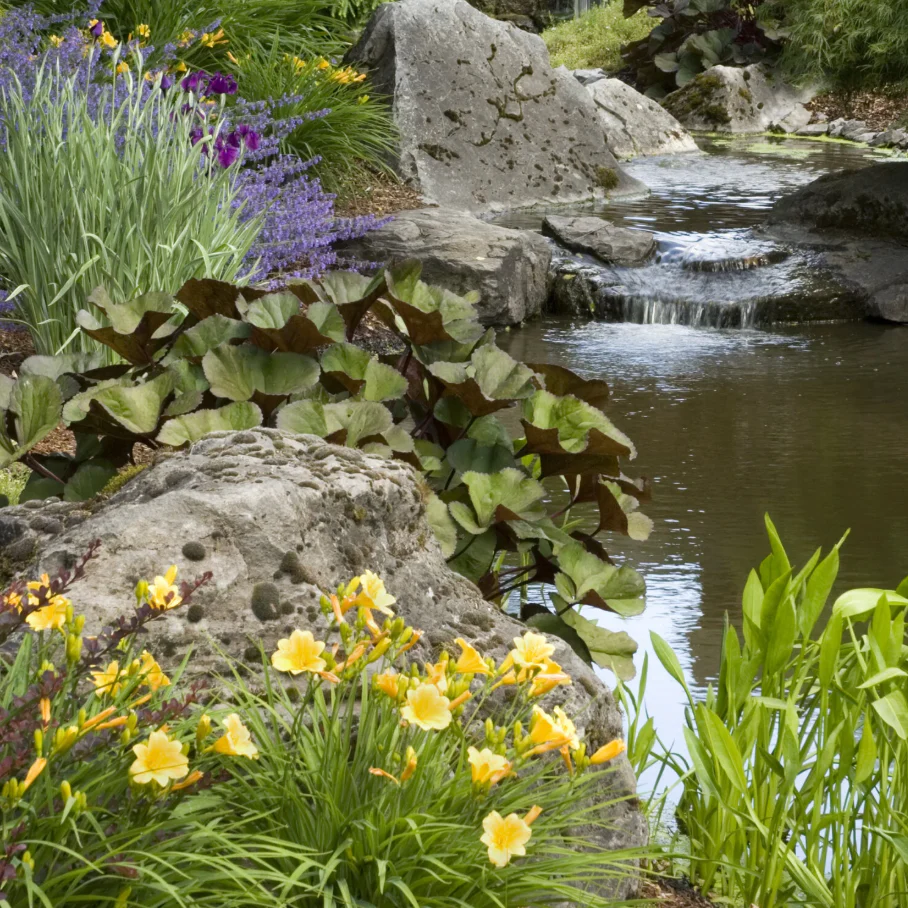 'Stella de Oro' Daylily | Hemerocallis Monrovia - Image 3